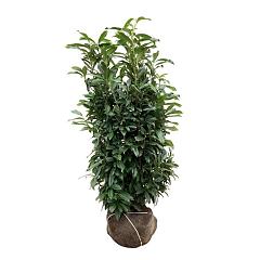 Prunus l. 'Genolia'(R)