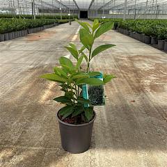 Prunus l. 'Genolia'(R)