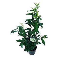Prunus l. 'Genolia'(R)
