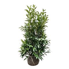 Prunus l. 'Herbergii'