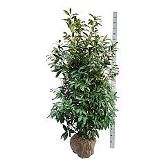 Prunus l. 'Herbergii'