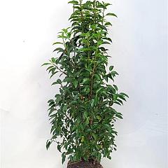 Prunus lusitanica 'Angustifolia'