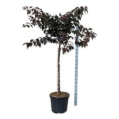 Prunus serr. 'Royal Burgundy'