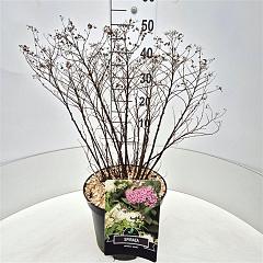 Spiraea japonica 'Genpei'