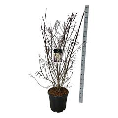 Stachyurus praecox