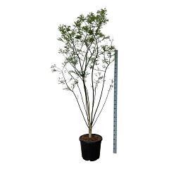 Styrax japonicus