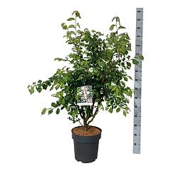 Ulmus minor suberosa
