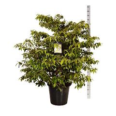 Viburnum plic. Kilimandjaro
