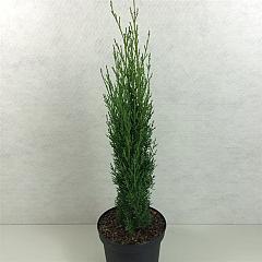 Cupressus semp. 'Totem'