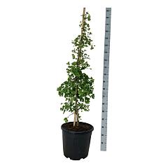 Ginkgo biloba 'China Pendula'