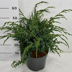 Juniperus chin. 'Blue Alps'