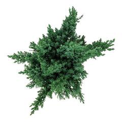 Juniperus pf. 'Blue Chiffon'