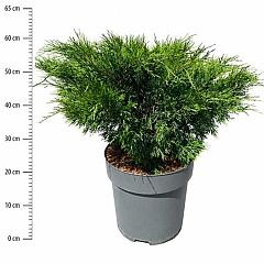 Juniperus sabina