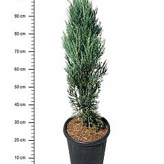 Juniperus scop. 'Blue Arrow'
