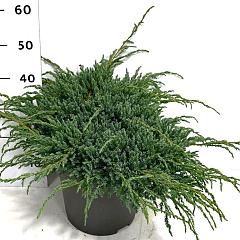 Juniperus squamata 'Blue Carpet'