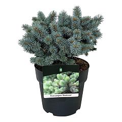 Picea pungens 'Blaukissen'