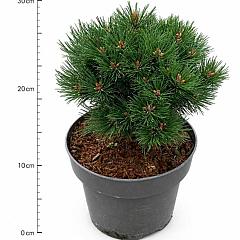Pinus mugo 'Heideperle'