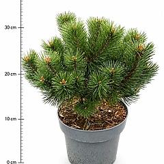 Pinus mugo mugo