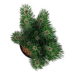 Pinus nigra 'Loïs'