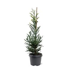 Sequoia sempervirens 'Adpressa'
