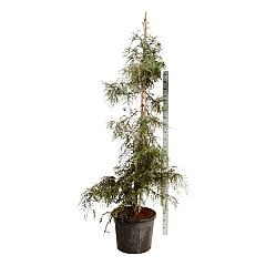 Sequoia sempervirens 'Winter Blue'