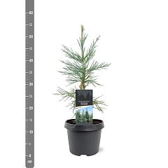 Sequoiadendron g. 'Glaucum'