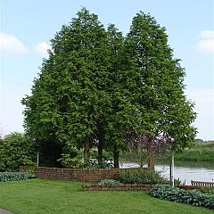 Taxodium distichum