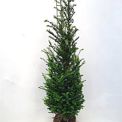 Taxus baccata