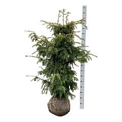 Taxus b. 'Dovastonii Aurea'