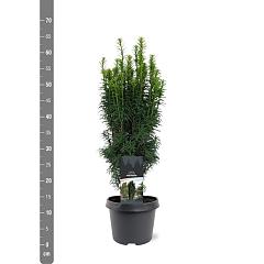 Taxus b. 'Fastigiata'