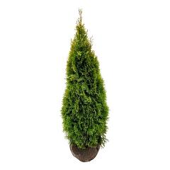 Thuja occ. 'Golden Smaragd'