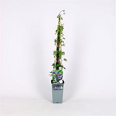 Clematis alpina