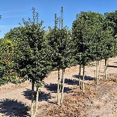 Ilex aquipernyi Dragon Lady
