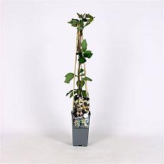 Lonicera capr. 'Inga'