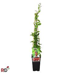 Lycium barbarum 'Instant Succes'