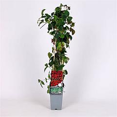 Parthenocissus tr. 'Veitchii'