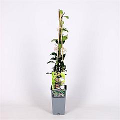 Trachelospermum j. 'Star of Sicily' ®
