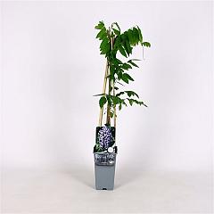 Wisteria flor. 'Domino'
