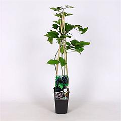 Rubus frut. 'Black Satin'