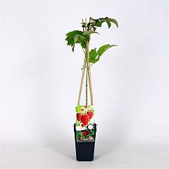 Rubus idaeus 'Tulameen'