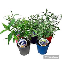 Buddleja davidii
