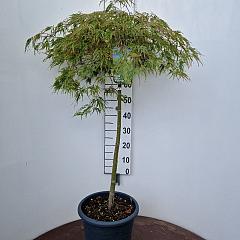 Acer pal. 'Dissectum'