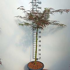 Acer pal. 'Tamukeyama'