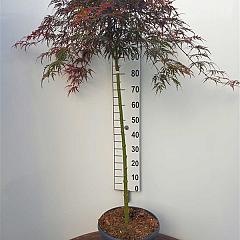 Acer pal. 'Tamukeyama'
