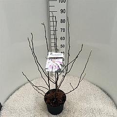 Magnolia loebneri 'Leonard Messel'