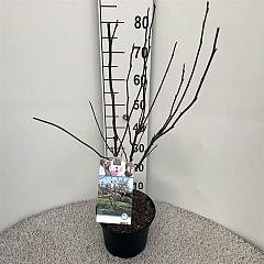 Magnolia soulangeana