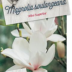 Magnolia soul. 'Alba Superba'