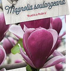 Magnolia soul. 'Rustica Rubra'