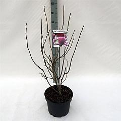 Magnolia soul. 'Rustica Rubra'