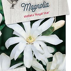 Magnolia st. 'Royal Star'